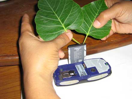 Charge mobile with peepal leave  - it is a photo about Charge mobile with peepal leave, but I read it is not true