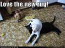 Cat and dog - Picture of a funny cat and dog