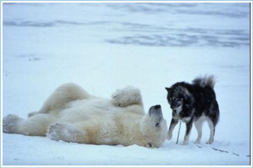 Polar bear plays with dogs - Polar bear in canada plays with sled dogs every day for a week.