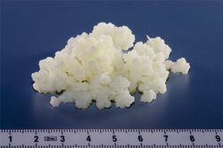 kefir - Kefir grains, which are used to make kefir