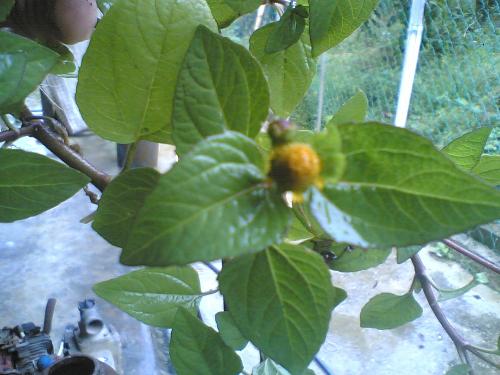 Toothache Plant - Toothache plant called spilanthes acmella.