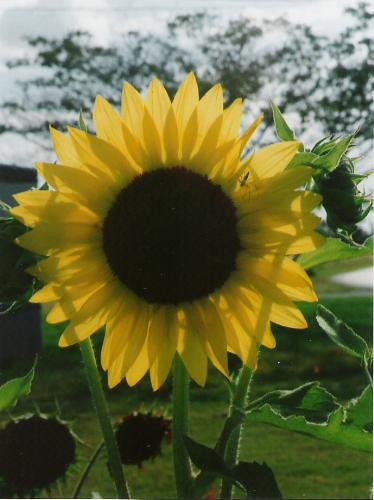 One of My Sunflowers - I started a new hobby this spring. It was growing sunflowers.