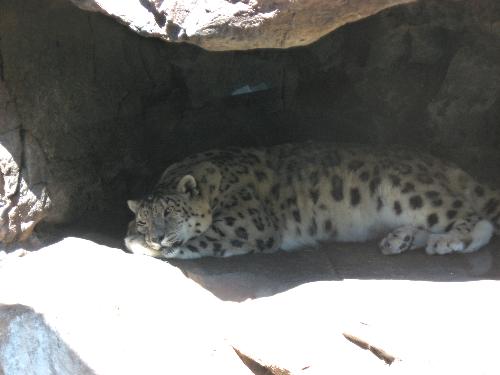 Snow Leopard - Taken at thr Como Zoo in St Paul Minnesota