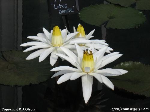 Water Lily/Lotus - Taken at the Como Park Zoo and Conservatory in St Paul Minnesota