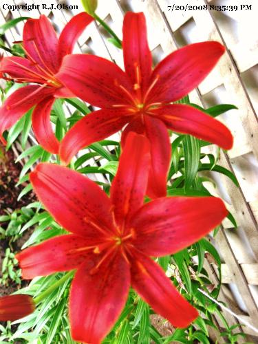 Asiatic Lily - This is the last color of my Lilies to open this year.