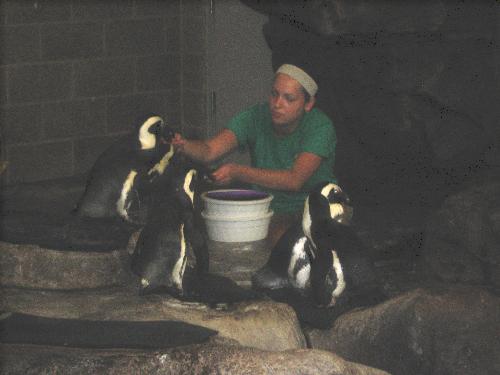 Feeding Time - feeding of the Penguins