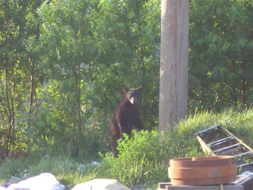 Bear - Bear that has just got in the dumpster