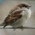 sparrow - my aim for next life