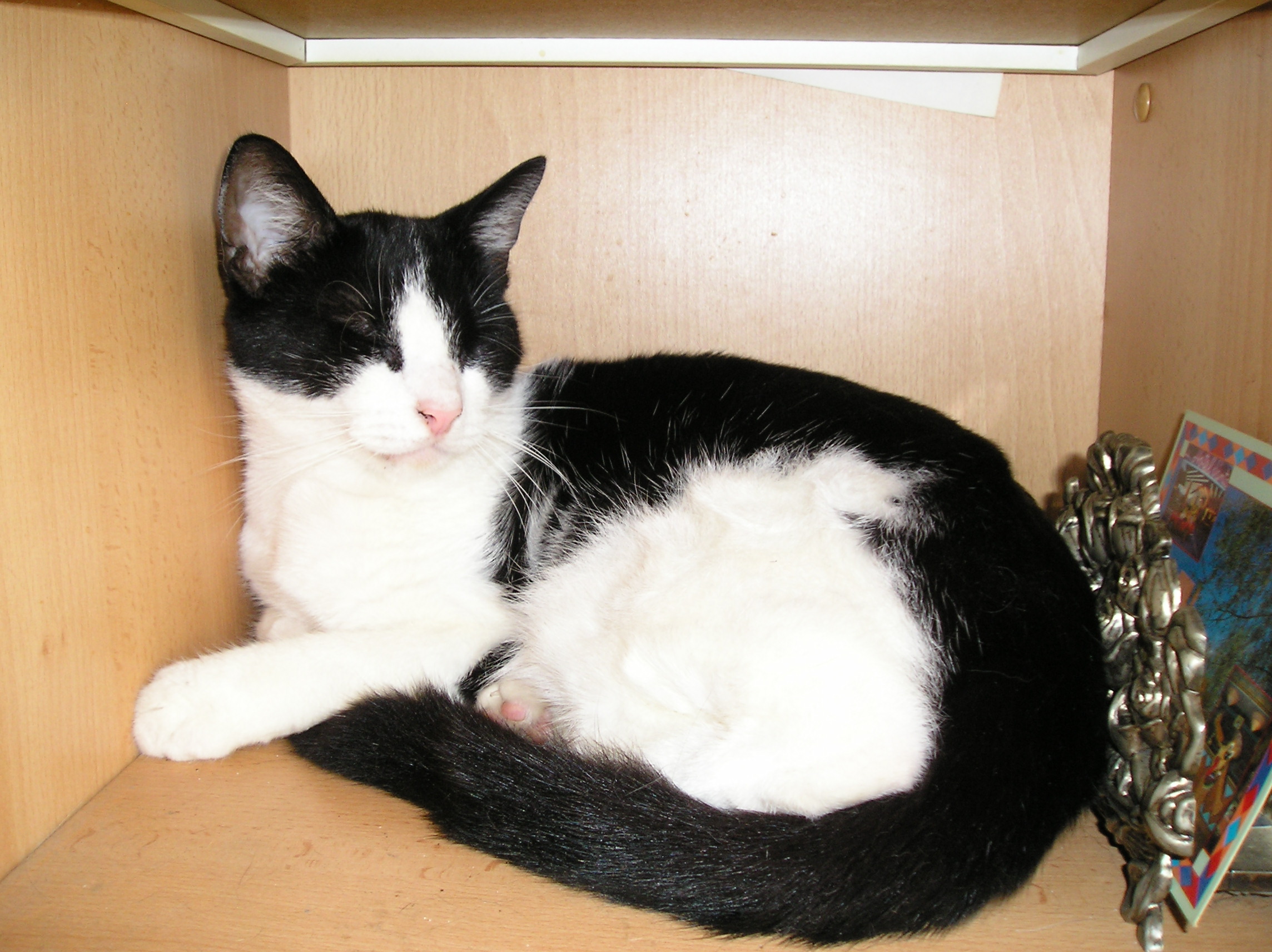 My boyfriends kitty, Poekie - This is the kitty of my boyfriend; Poekie. He's Aura's brother and a lot bigger and a totally different colour. Very sweet and totally comitted to be one step behind my boyfriend everywhere he goes. Poekie lives with us, but he somehow knows that my boyfriend actually owns him, and he chose him as his favourite human (you can't force animals to like you best, just because you like them best).