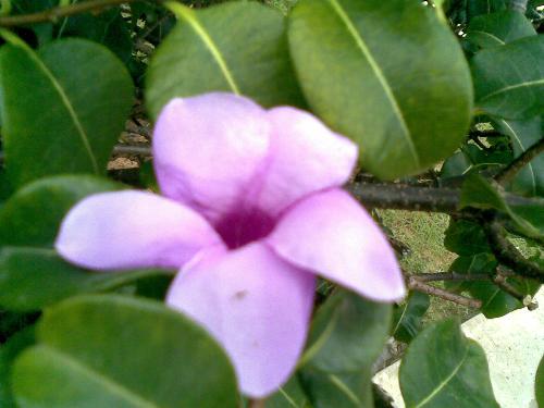 Single flower - I took this in Kollam,Kerala, India beach
