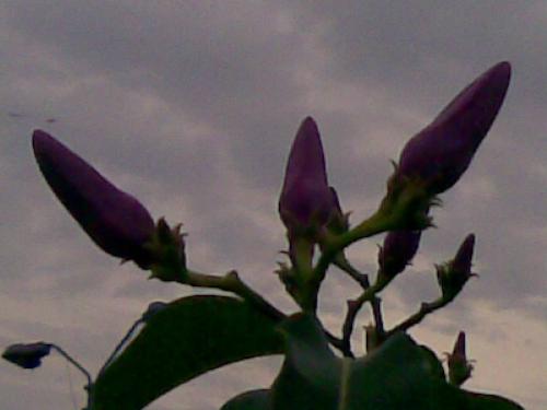 Buds of the flower, Kollam, Kerala, India - I took this snap at Kollam Beach, Kerala, India