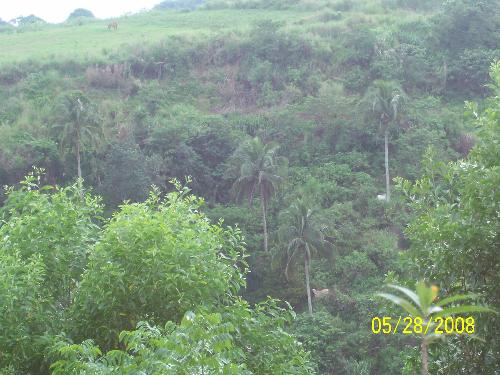 Forest - This was taken somewhere in Tagaytay, Retreat House.