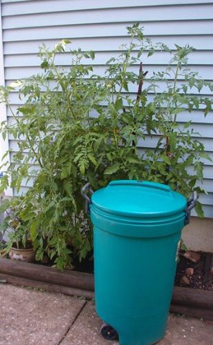 Killer Tomato Plants - I started these tomato plants from seed inside an eggshell, and today they are almost 6&#039; tall. I&#039;ve put the garbage can in as a point of reference.