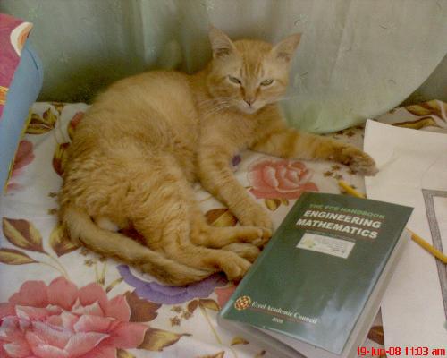 mathematician cat - loves math!