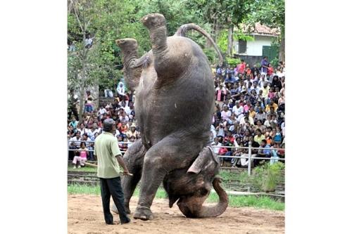 elephant standing on trunk.. amazing picture. - 
.. Really a question of animal cruelty.