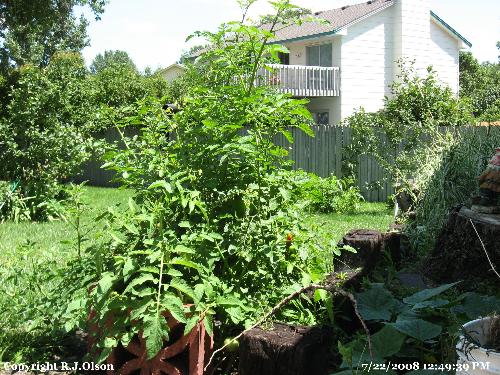 Grape Tomato Plant - Mine is huge as well. Possibly 6 feet tall also.