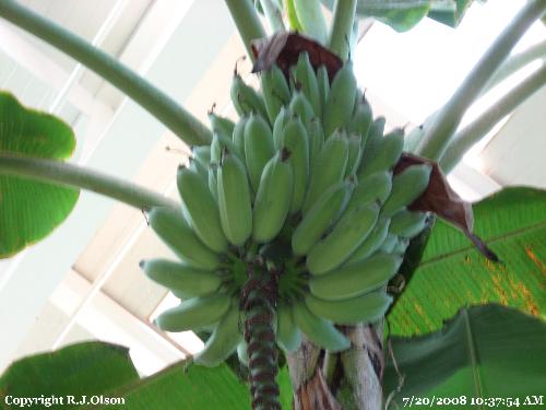Banana Tree - With Green Banans on it