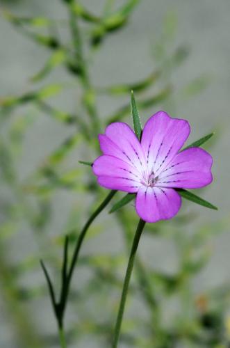 Here is a flower from my garden.... - i thought it a bit more interesting than a picture of shopping! Here is a flower from my garden.... - i thought it a bit more interesting than a picture of shopping!