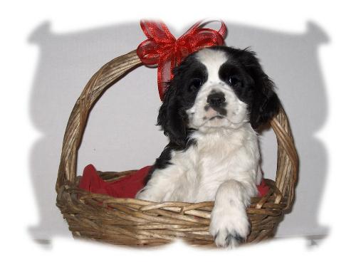 Cocker Puppy - This is one of my puppies I raised out of my Cameo. She appears to be quite the ham in the basket.