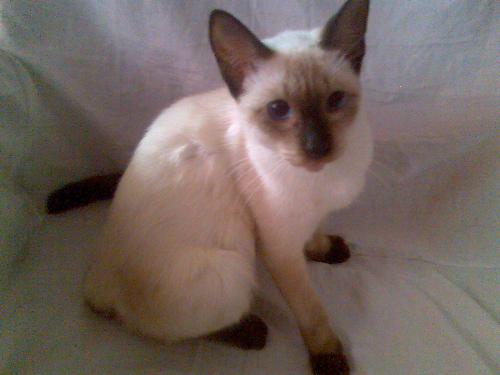 a siamese cat - lol! i really love her, special when she crawls at night on my bed.