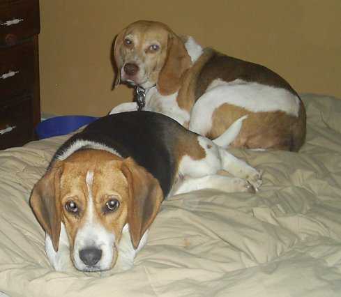 Beagles - Bridger and Pearl
