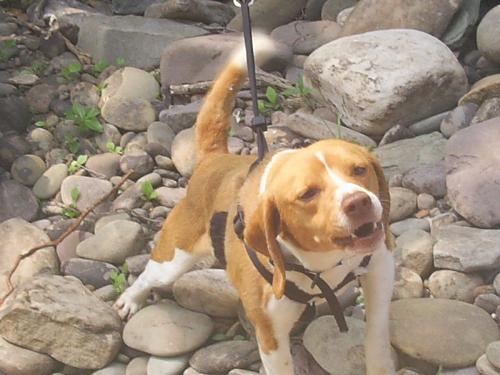 Beagles - Millie