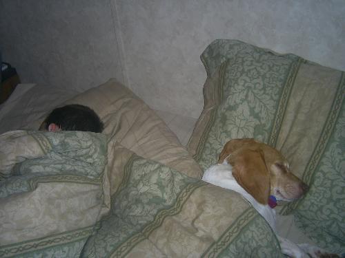 Beagles  - Justin and Pearl
