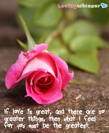 love is like a rose - love is a wonderful feeling and it is as beautiful as a cute rose..