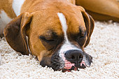 boxer sleeping - photo of boxer sleeping on rug