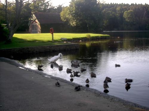 Castle Archdale Seaplane Base Slipway today - The Open Concrete area of the former base is now a caravan park,and the slipway now is used for leisure craft.