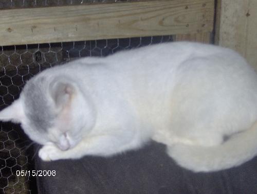 My cat Ivory - My cat Ivory sleeping on the back of my chair.