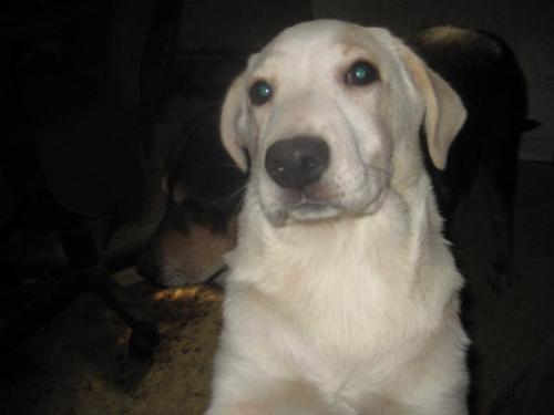 My newest dog Angel - My newest dog Angel, sitting pretty for the camera