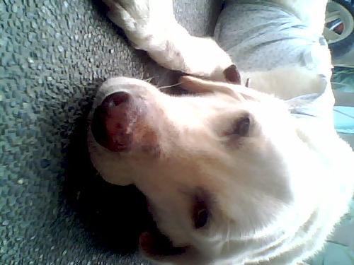 My dog is sleeping - My dog is sleeping. She's cute.