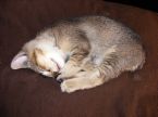 Cat - The cat is sleeping.