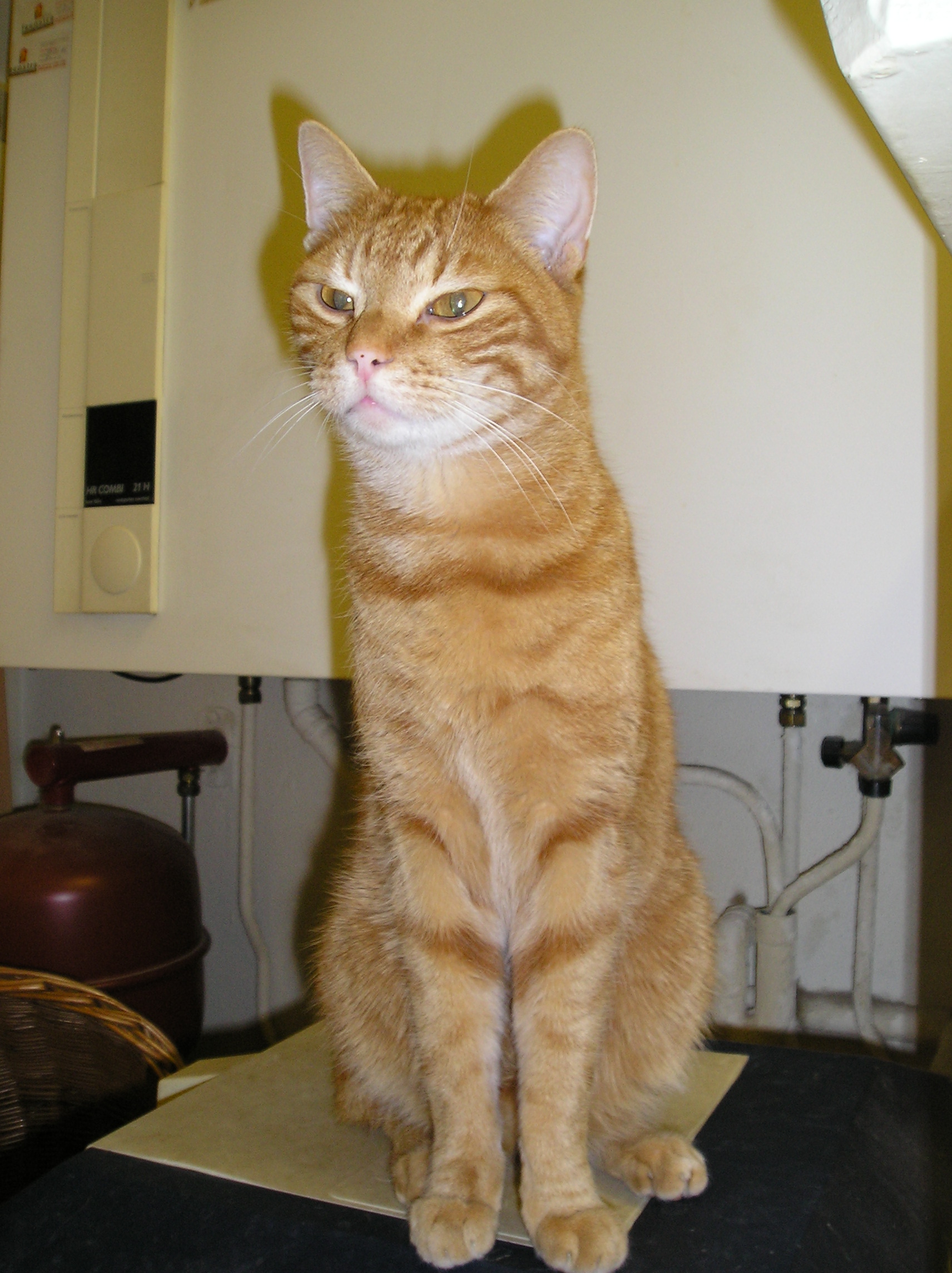 My moms kitty, Beertje - This is such a sweet guy. He's one of the eldest cats we have at the moment, he turned 6 years old in August. The funny thing is the tip of his tale has a little bend in it. Most likely he was stuck with it somewhere before he even was born, because he allways has had it and we got him when he was very small (and the vet has looked at it and confirmed this wasn't from getting stuck between a door or something). He's very loveable and affectioned :)