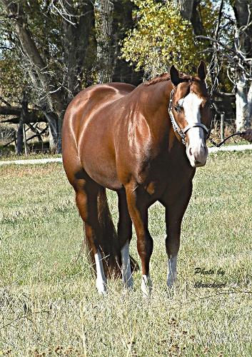 Guns On Deck Open AQHA Champon - This is my 1999 chestnut stallion Guns On Deck. This was the yr I made him an Open AQHA Champion. He is a wonderful horse.......he is just part of my being!