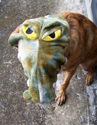 the gater mask on my dog - my dog