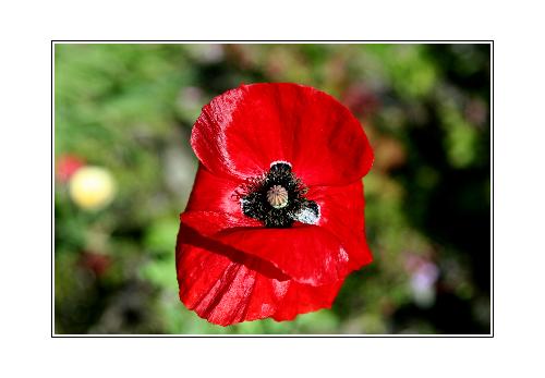 a poppy but - i am not mass producing heroin!!