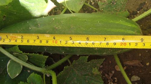 Large Cucumber About Ready for Eating - The package says these bush cucumbers should grow to about 7-8', but this one is already 9' and counting.