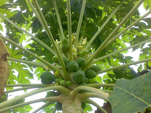 Pawpaw of life - Pawpaw so useful, so important, so good for life. Many don't know that inside any branch of the pawpaw is hidden some medininal value that saves life.