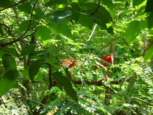 Birds - Red birds