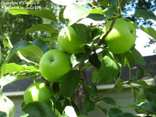 Soon - Some of the many apples on my Haralred Apple Tree. Soon - Some of the many apples on my Haralred Apple Tree.