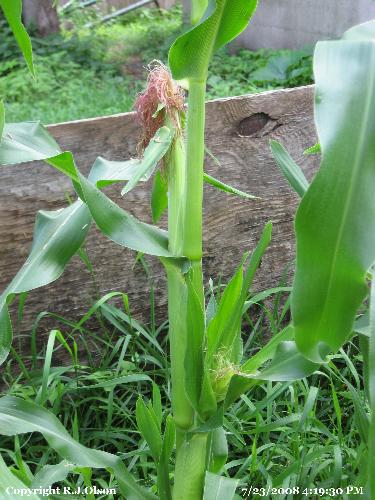 One of my plants - How many ears usually per stalk?