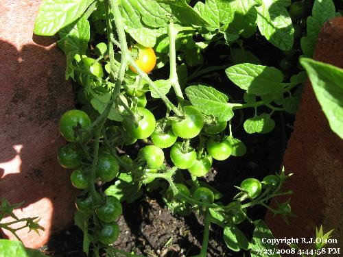 Grape Tomatoes - getting hundreds on this one plant this year. Grape Tomatoes - getting hundreds on this one plant this year.