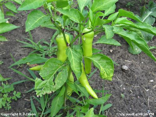 Sweet Banana Peppers - These are a few of the banana peppers I have in my garden.