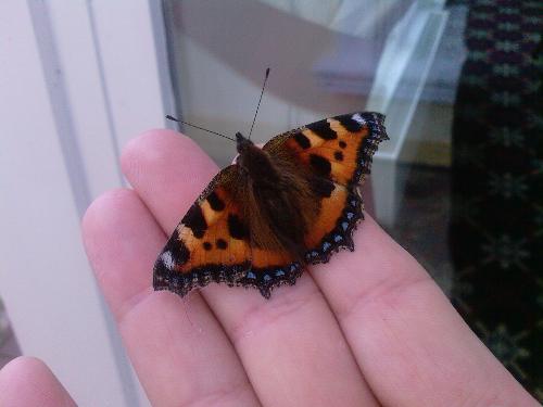 A Visitor! - I'm no butterfly Expert! Pretty,though!