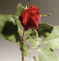 One red rose. A very mysterious request. - God sends us signs in different ways. All we have to do is open up our eyes.