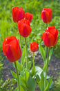 tulips - photo of red tulips
