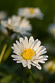 oxeye daisy - photo of oxeye daisy