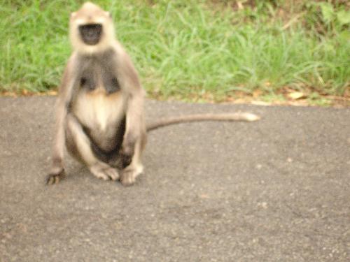 Monkey  - when i was on a tour i just took a photo of a monkey..on the way to delhi